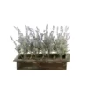 D&W Silks Indoor Lavender in Rectangle Wood Planter Box