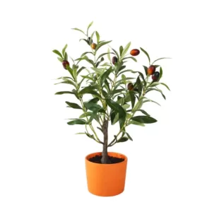 Flora Bunda 18 in. Olive Tree in 4.5 in. Orange Terracotta Clay Pot