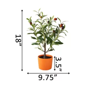 Flora Bunda 18 in. Olive Tree in 4.5 in. Orange Terracotta Clay Pot
