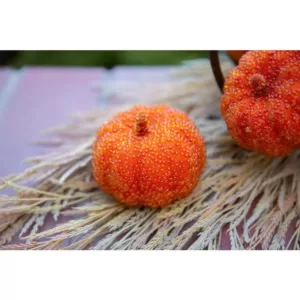 Flora Bunda 3 in. Fall Harvest Orange Beaded Pumpkin Filler in PVC Box (8-Pieces Per Box)